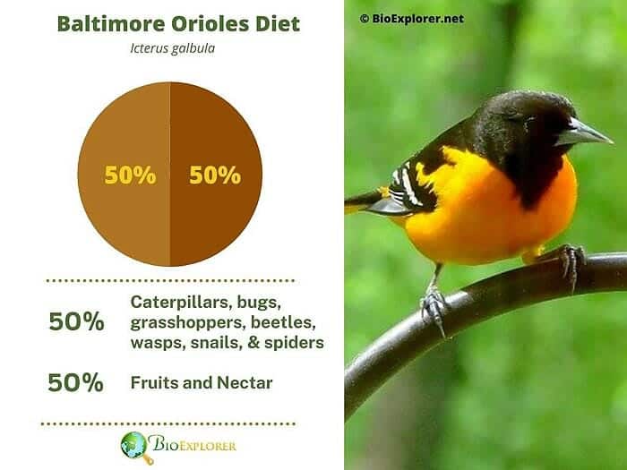 What Do Baltimore Orioles Eat?