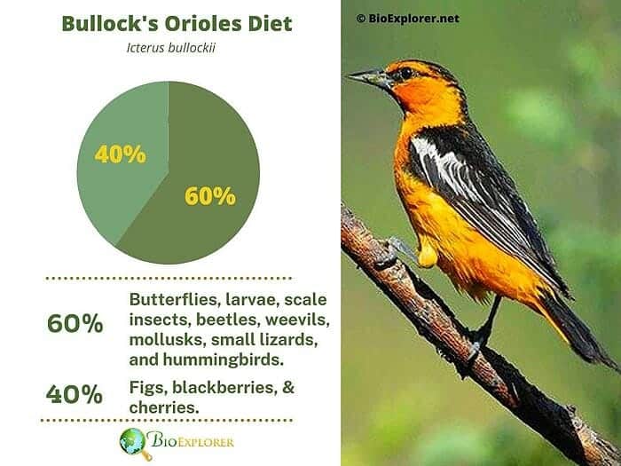 What-Do-Bullocks-Orioles-Eat?