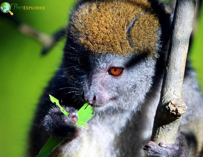 What Do Golden Bamboo Lemurs Eat?