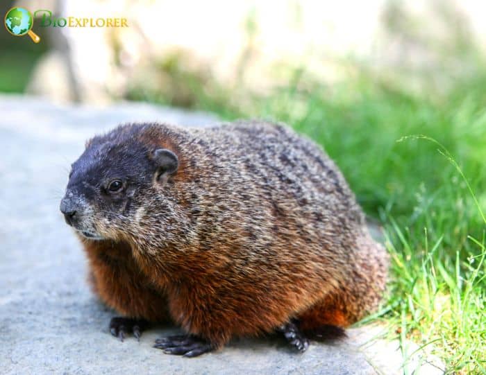 What Do Groundhogs Drink?