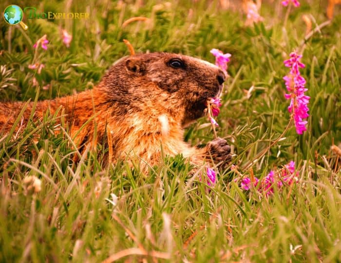 What Do Groundhogs Eat?