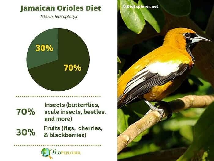 What Do Jamaican Orioles Eat?