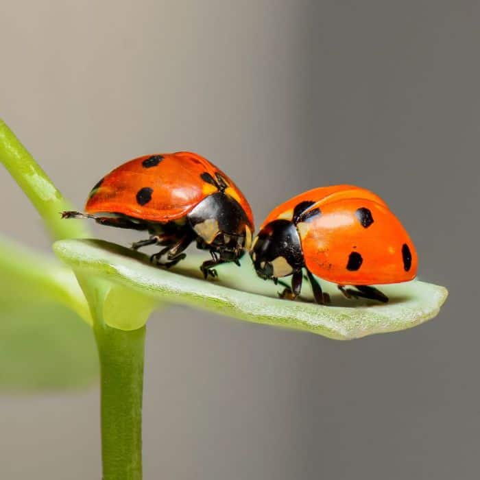 What Do Ladybugs Eat In The Wild?