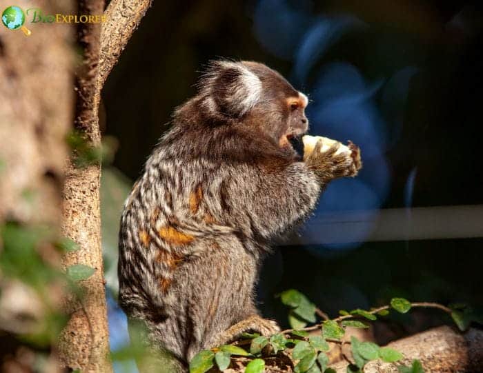 What Do Marmosets Eat?