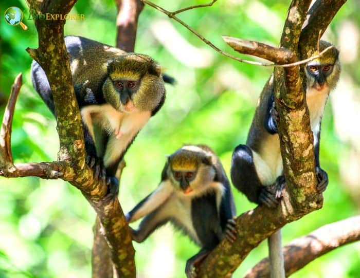 What Do Mona Monkeys Eat Persimmons?