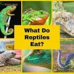 What Do Reptiles Eat?