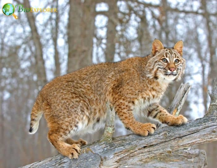 What Eats Groundhogs? (Bobcat)