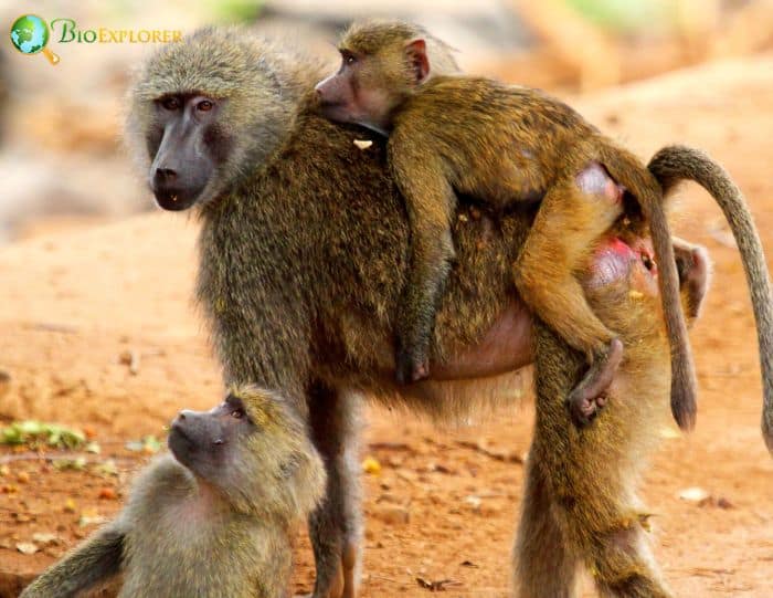 What Eats Olive Baboons?