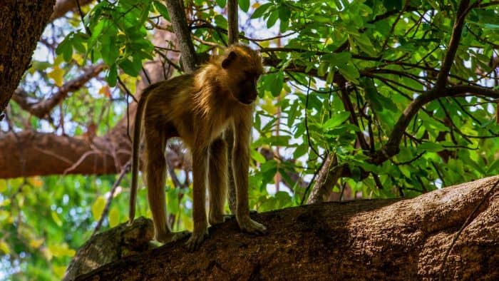 What Eats Yellow Baboons?