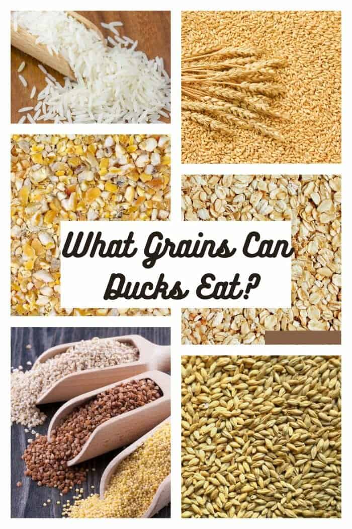 What Grains Can Ducks Eat?