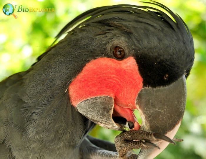 What are the blackbirds called?