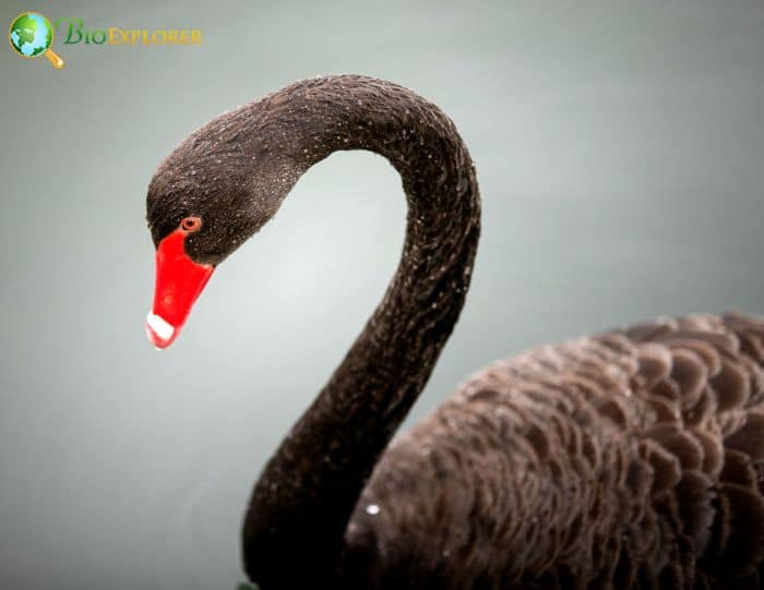 What birds are mostly black?