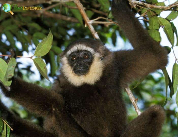 What Do Bornean Gibbons Eat?