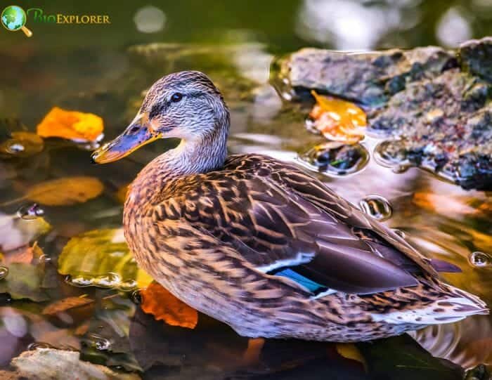 What Do Dabbling Ducks Eat?