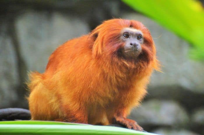 What Do Golden Lion Tamarins Eat?