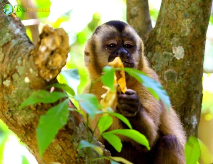 What Do Guianan Brown Capuchins Eat?