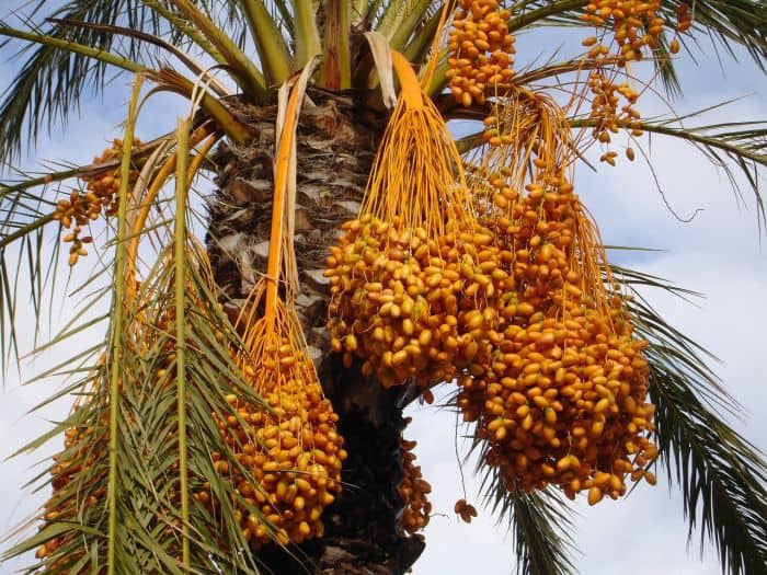 What do Tana River Mangabeys? Date palms