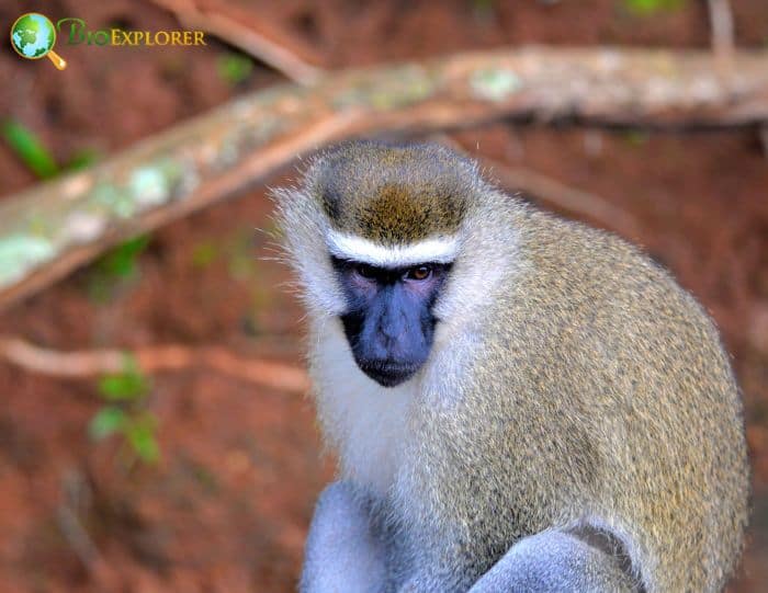 What Do Tantalus Monkeys Eat?