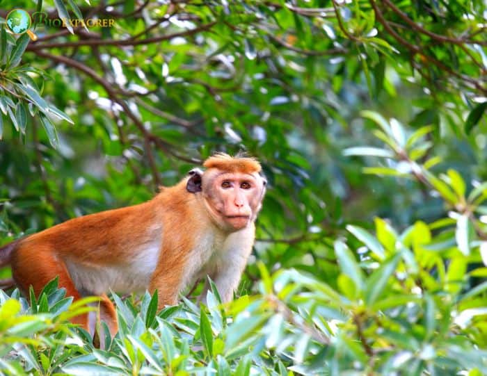 What Do Toque Macaques Eat?