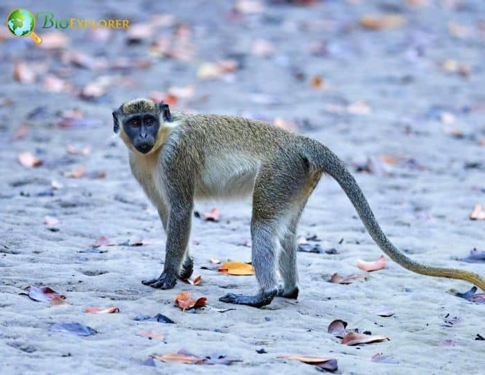 What Do Vervet Monkeys Eat?