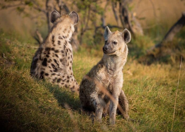 What Do Tantalus Monkeys Eat? (Spotted Hyenas)