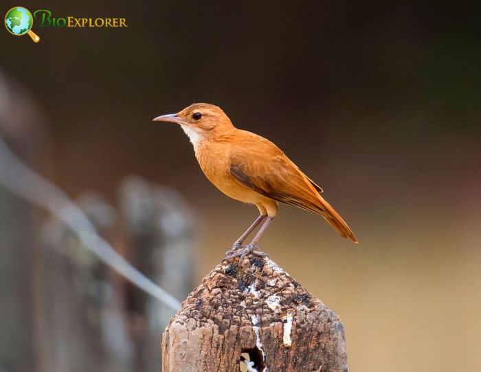 What does the rufous hornero symbolize?