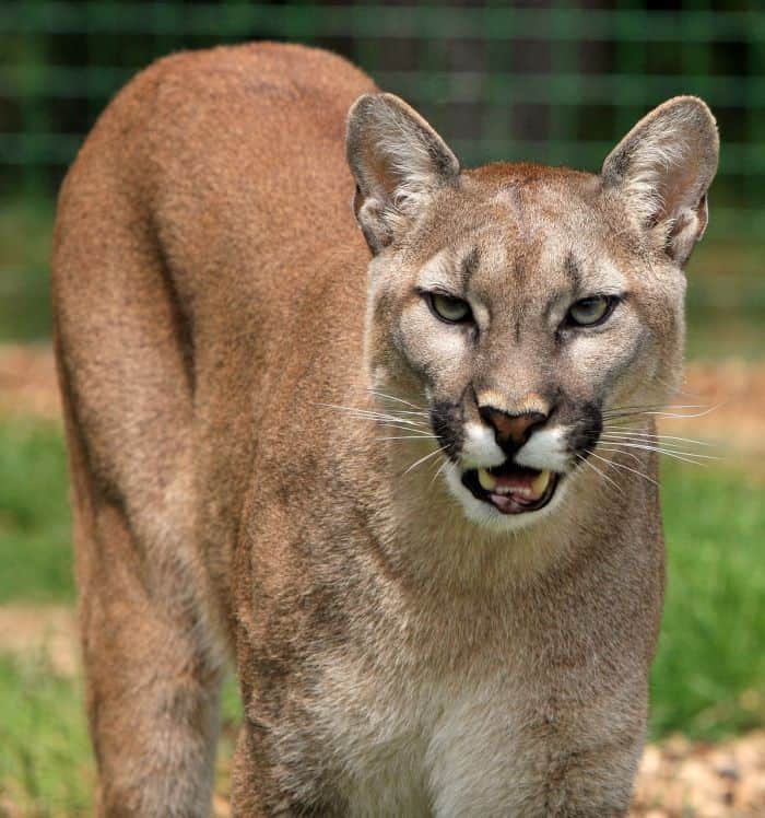 What Eats Brown Howlers? (Cougars)