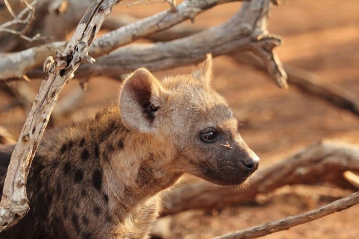 What Eats Vervet Monkeys Brown Hyenas?