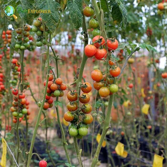 What Is Indoor Gardening?