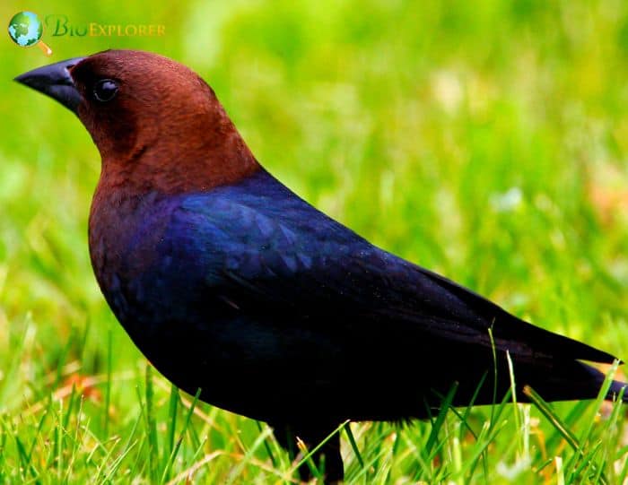 What is the black bird similar to a crow?