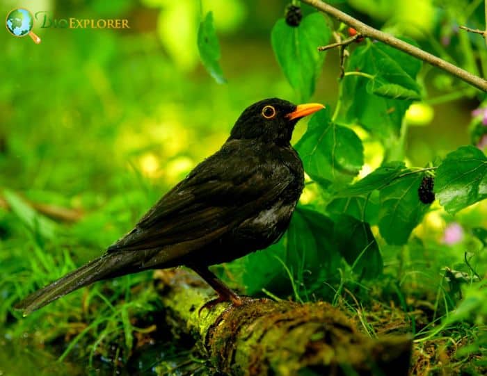 What is the most common blackbird?