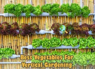 What Vegetables Are Good For Vertical Gardening?