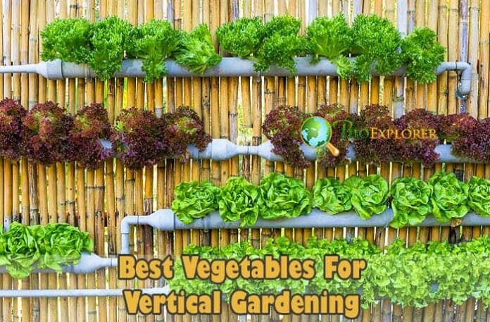 What Vegetables Are Good For Vertical Gardening?