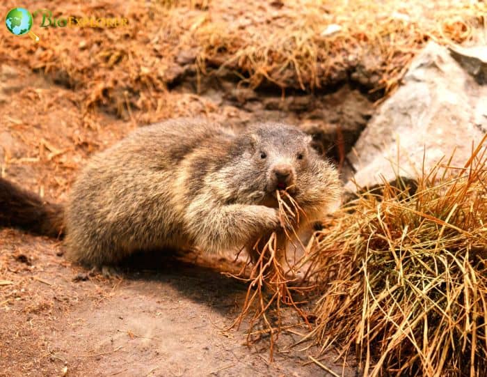 When Do Groundhogs Eat?