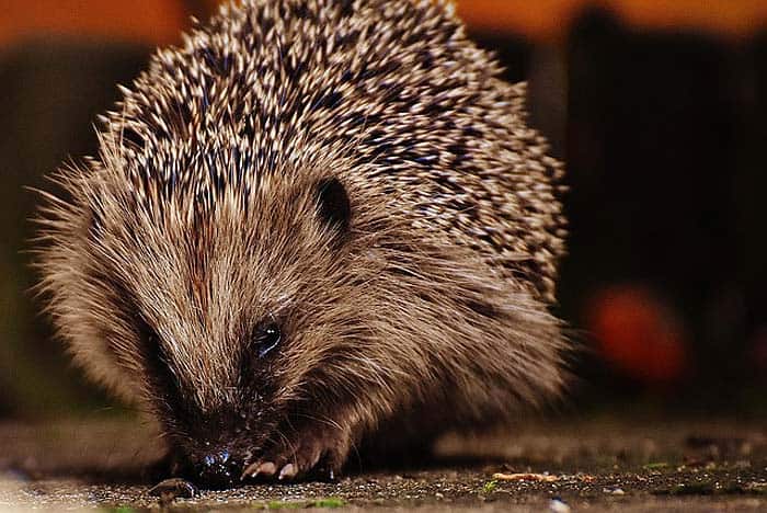 When Do Hedgehogs Eat?