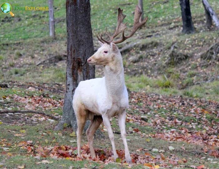 Where Are Albino Deer Found