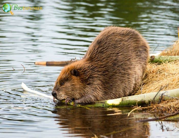 Where Do\ Beavers Fit in the Animal Food Chain?