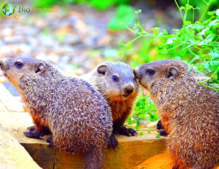 Where Do Groundhogs Find Food?