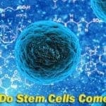 Where do stem cells come from?