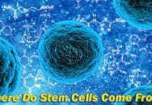 Where do stem cells come from?