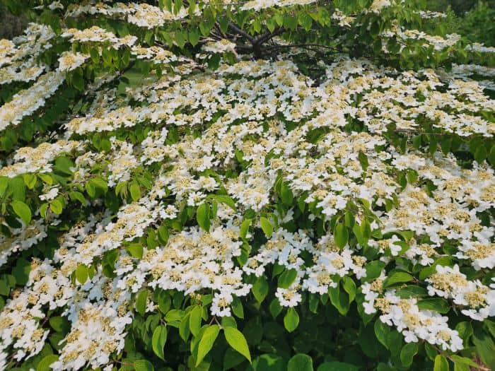 White Azalea Plants