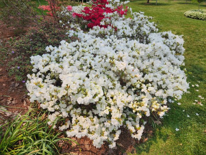 White Azaleas