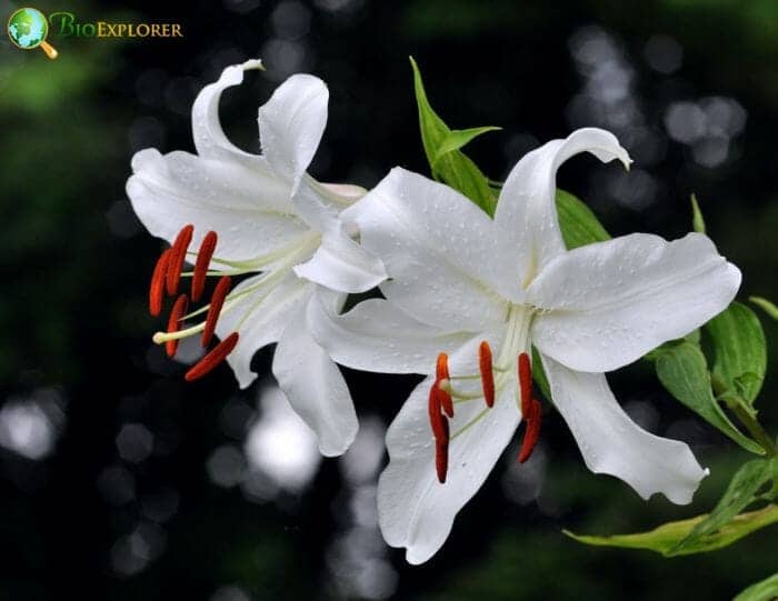 White Casa Blanca Flowers