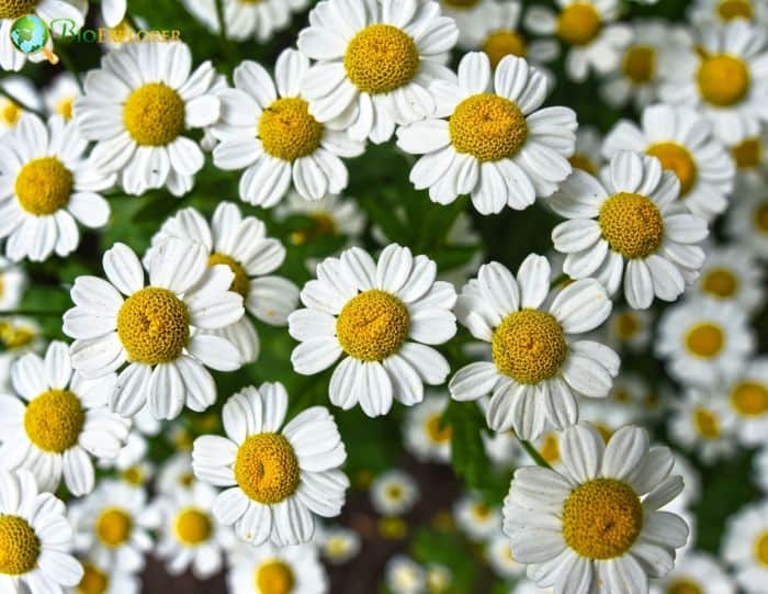 White Chamomile Flowers