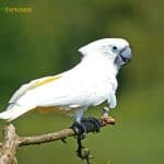 White Cockatoo