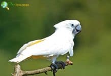 White Cockatoo