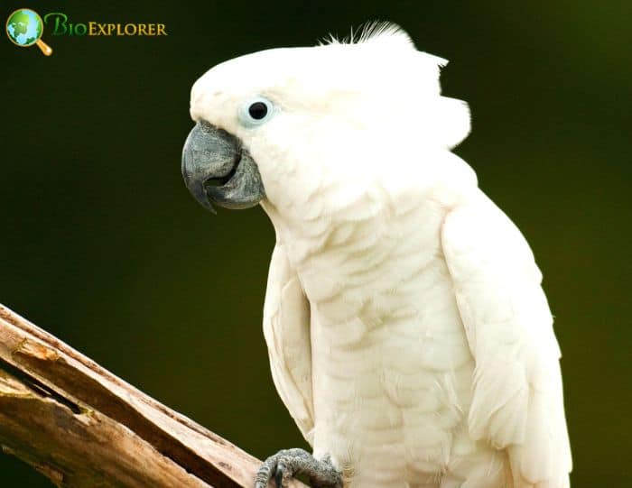 White Cockatoo Social Behavior