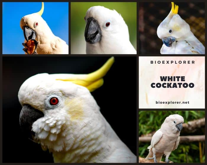 White Cockatoo