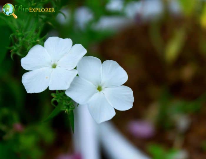 White Drummond's Phlox Flowers