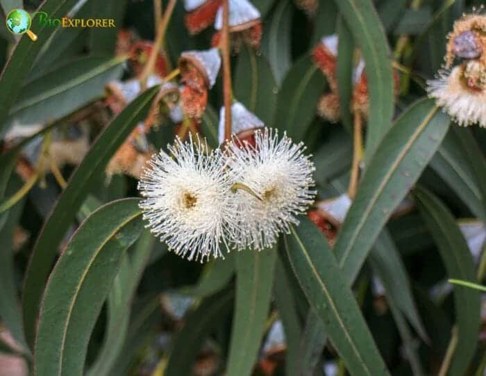 White Eucalyptus Flowers